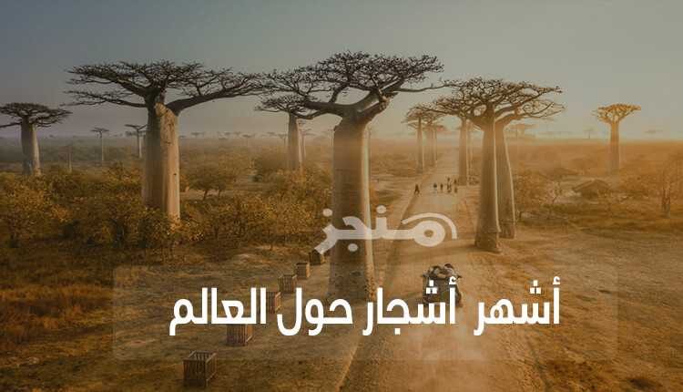 أشهر أشجار فى العالم